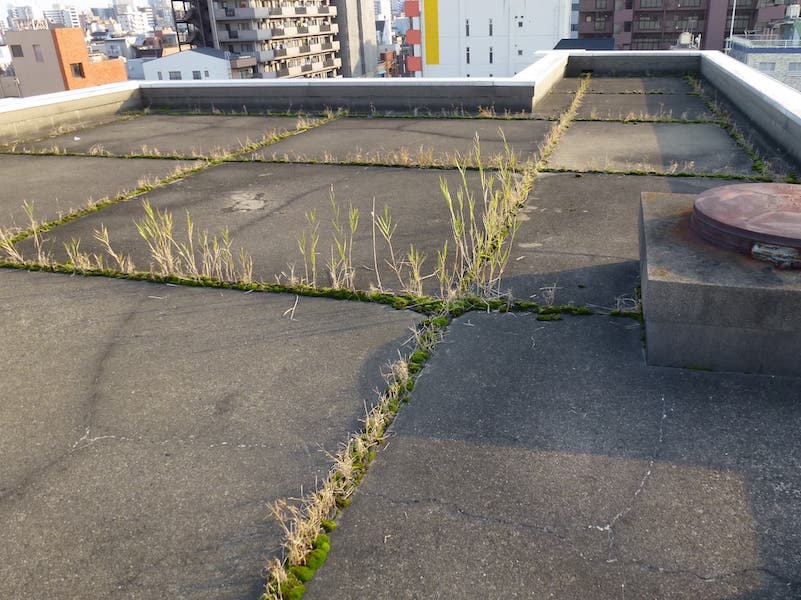 雑草の繁殖