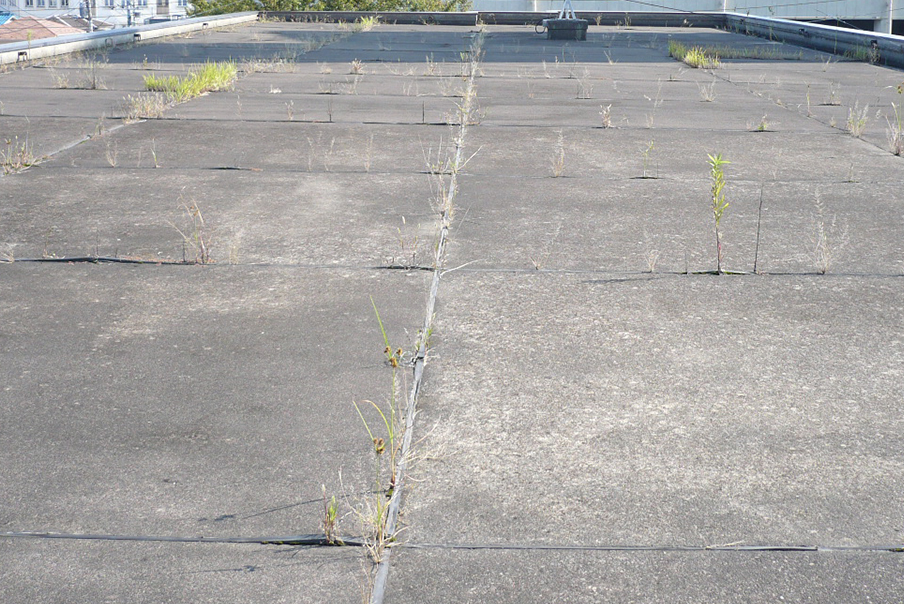 屋上の雑草の正しい対処法
